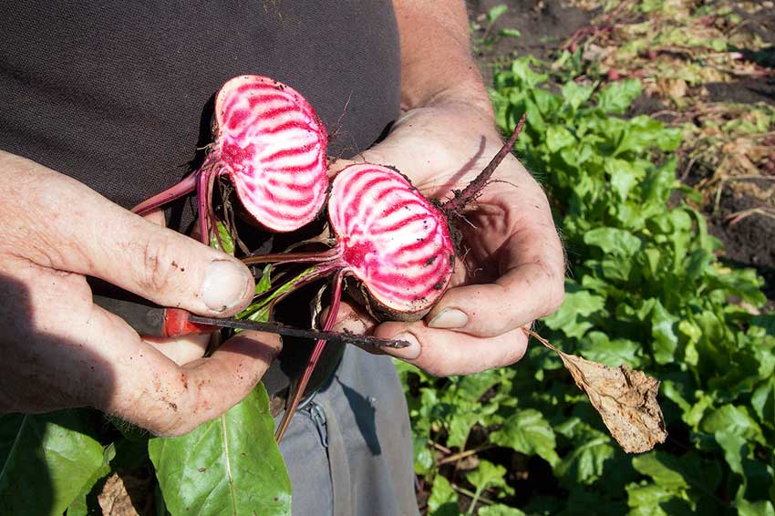 Beetroot from Oland