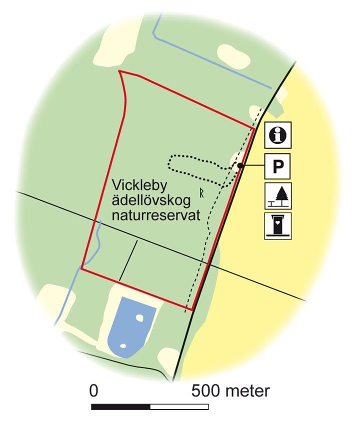 Vickleby Lövädelskog, Öland Sverige