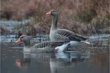 Stormaren-Grågås-Lars Lundmark Naturreservat Öland