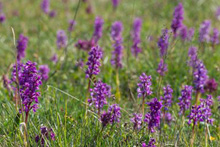 Whats-On-Orkidevandring-Station-Linne-Öland-orkidéer