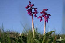 whats-on-orkidé-vandring-station Linne Öland