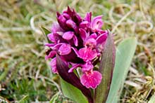 whatson-orlidevandring srarion Linne Öland