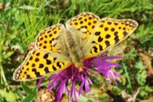 WhatsOn-Fjärilsvandring-Station-Linne-Öland